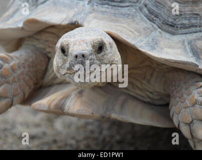 African spronato tartaruga (Geochelone sulcata), chiamato anche sperone coscia, ritratto Foto Stock