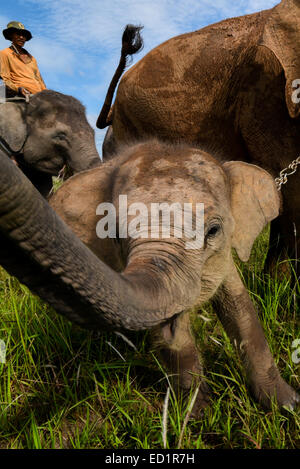 Un bambino elefante gru il suo tronco. Foto Stock