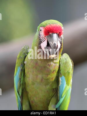 Il grande militare verde macaw, ara ambiguus, noto anche come Buffon's, ritratto quando mangiare Foto Stock