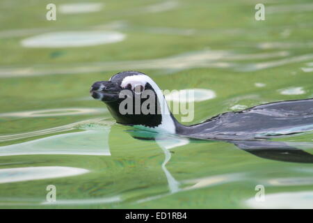 Testa di pinguini Humboldt (Spheniscus Humboldti) nuotare in acqua Foto Stock