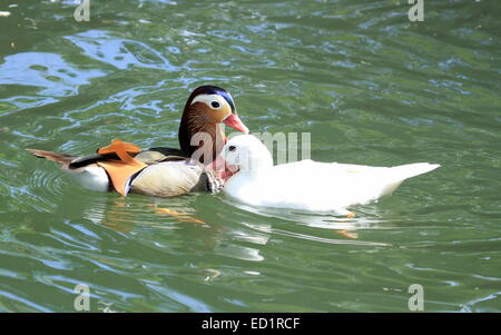 Colorato mandarino e white pekin anatre galleggianti sull'acqua accanto a un foglie di autunno Foto Stock