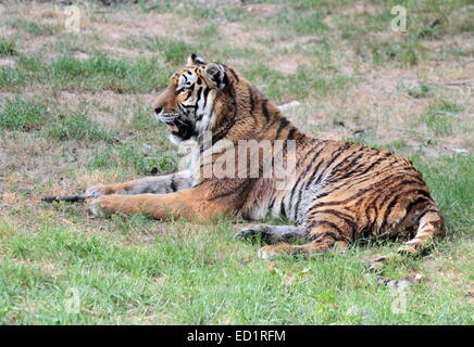 Close up di un Siberiano tigre del Bengala (panthera tigris altaica) poggiante su erba verde Foto Stock