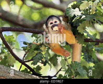 Scimmia di scoiattolo di mangiare in un albero (Saimiri sciureus) Foto Stock