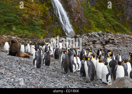 Antartico tenuta in pelliccia e maccheroni pinguini, Hercules Bay, Isola Georgia del Sud, Antartide Foto Stock