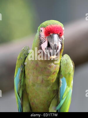 Il grande militare verde macaw, ara ambiguus, noto anche come Buffon's, ritratto quando mangiare Foto Stock