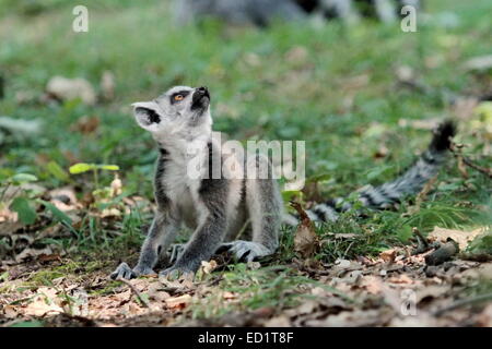 Lemur catta (maki) del Madagascar in piedi sulla terra e la ricerca di chiedersi Foto Stock