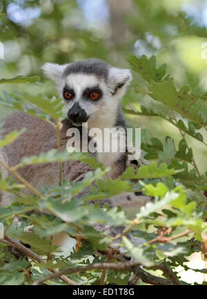 Lemur catta (maki) del Madagascar in piedi in un albero circondato con foglie di colore verde Foto Stock