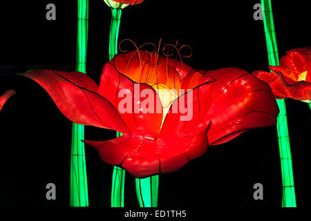 Peonia fiore lanterne cinesi a Longleat, Warminster, Wiltshire. Inghilterra Foto Stock