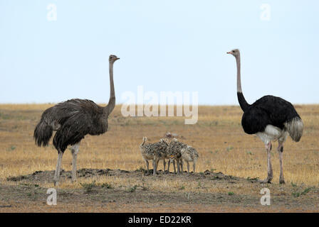 Comune (struzzo Struthio camelus) famiglia, maschio e femmina con i pulcini, Serengeti National Park, Tanzania. Foto Stock