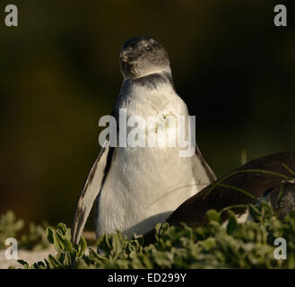 I capretti pinguino africano sulla spiaggia di False Bay, Sud Africa. Foto Stock