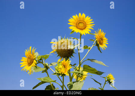 Mazzo di fiori di girasole isolato sul cielo blu sullo sfondo Foto Stock