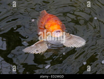 Arancione e bianco Giapponese Carpe Koi arrivando fino alla superficie dell'acqua, la bocca aperta, alette ventaglio Foto Stock