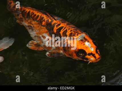 Arancione, nero e bianco Giapponese Carpe Koi arrivando fino alla superficie dell'acqua Foto Stock