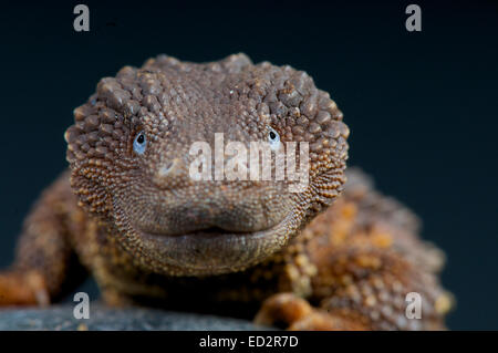 Monitor Earless lizard / Lanthanotus borneensis Foto Stock