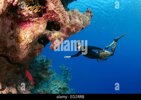 Freediver immersioni vicino alla barriera corallina, Mar Rosso, Egitto Foto Stock