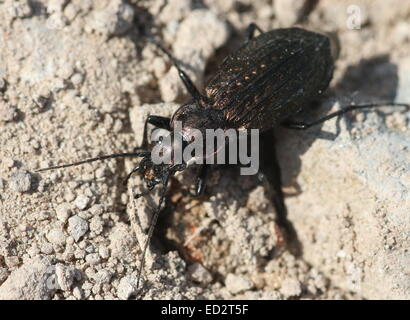 Granulata europea Carabid beetle (Carabus Granulatus) Foto Stock