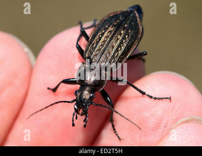 Granulata europea Carabid beetle (Carabus Granulatus) in posa sulla mia mano Foto Stock