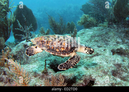 Un Hawksbill sea turtle nuotate lungo la melassa Reef in Key Largo, Florida. Foto Stock