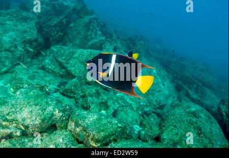 Il Re Angelfish (Holacanthus passer) fotografato a Cabo Pulmo, Messico Foto Stock