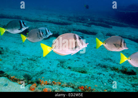 Surgeonfish a Cabo Pulmo, Messico Foto Stock