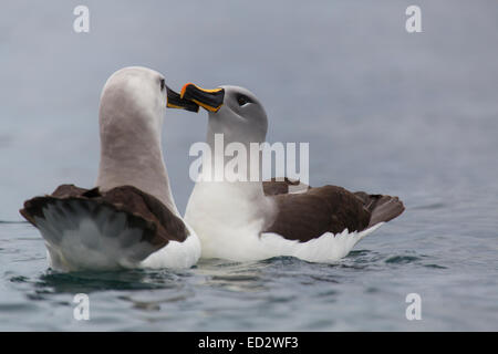 A testa grigia (albatross Thalassarche chrysostoma), Cooper Bay, Georgia del Sud, l'Antartide. Foto Stock