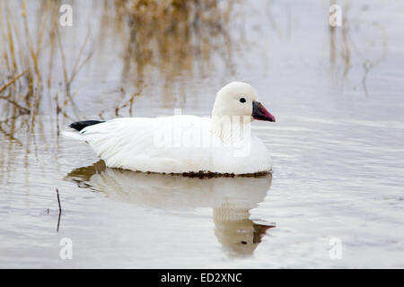 Ross' Goose Anser rossii Apache del Bosque National Widlife rifugio, Nuovo Messico, Stati Uniti 15 dicembre adulto Anati Foto Stock