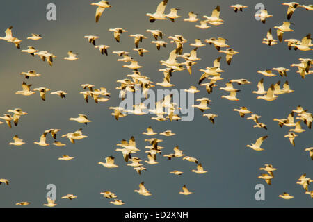 Snow Goose Chen caerulescens Bosque del Apache National Wildlife Refuge, nuovo Messico, Stati Uniti 17 dicembre Adult Light m Foto Stock