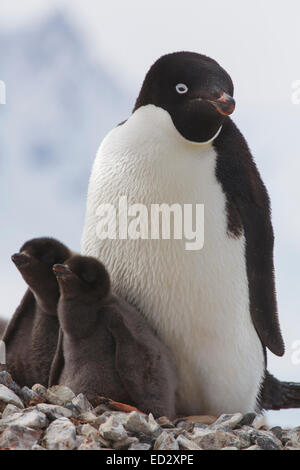 Adélie penguin (Pygoscelis adeliae) colonia sull isola Yalour, Antartide. Foto Stock