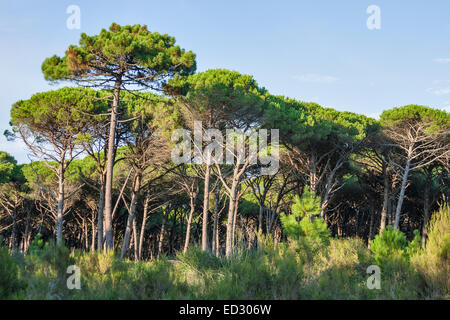 Toscana paesaggio forestale con parasol pines, Italia Foto Stock