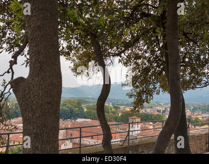 Guardare oltre la città di Lucca in Toscana, Italia, dalla parte superiore della torre Guinigi con querce groving Foto Stock