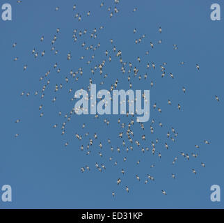 Gregge di American pellicani bianchi in volo in un cielo blu Foto Stock