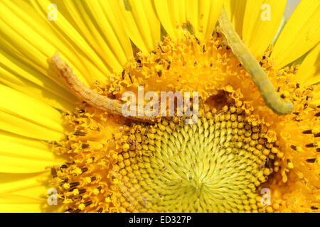 Close up caterpilla sul polline di girasole Foto Stock