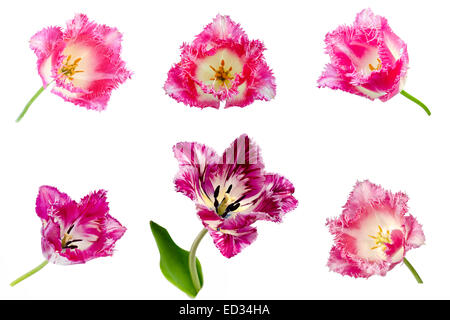 Orlata di tulipani rosa "Fronzoli ' isolato su sfondo bianco. Collage Foto Stock