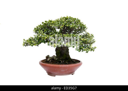 Un piccolo albero di bonsai in un vaso di ceramica. Informale stile verticale,isolato su uno sfondo bianco. Foto Stock