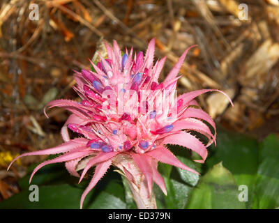 Grande fiore incredibile testa di bromeliad, Aechmea fasciata, con minuscoli fiori malva racchiusi da vivaci brattee rosa & foglie verdi Foto Stock