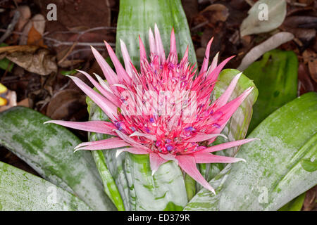 Grande fiore incredibile testa di bromeliad, Aechmea fasciata, con minuscoli fiori malva racchiusi da vivaci brattee rosa & foglie verdi Foto Stock