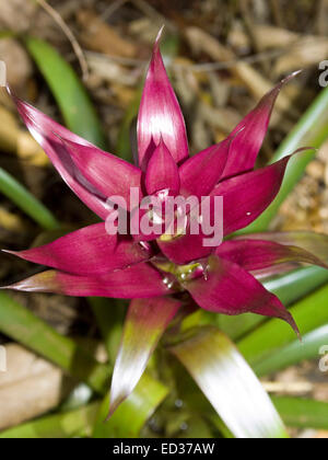 Incredibile vivid rosso / viola brattee & tiny white boccioli di fiori circondata da foglie di smeraldo di bromeliad, Guzmania 'Grand Prix' Foto Stock