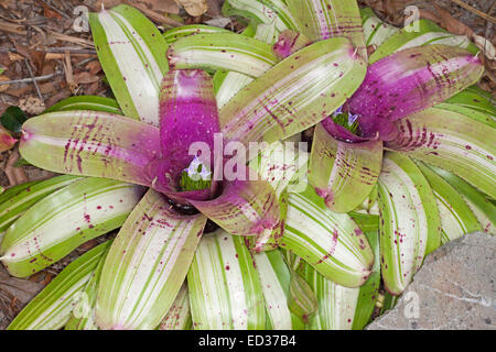Insolito bromeliad con foglie colorate, Neoregelia 'Mannuncio Max' con verde e bianco foglie variegato e vivace centro viola Foto Stock