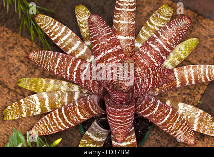 Attraente bromeliad, Vriesea Laura X bande bianche ibrido, con marrone rossiccio e foglie orizzontali con strisce bianche Foto Stock