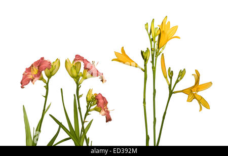 Triploid & diploide fiori daylily affiancati, fiori di colore rosso di Lois Hall & unnamed cultivar di colore giallo su sfondo bianco Foto Stock