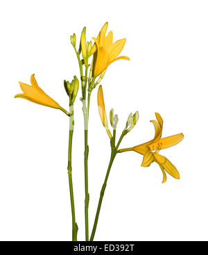 Gruppo di colore giallo intenso daylily diploide fiori, con alti steli, germogli e foglie di colore verde scuro contro uno sfondo bianco Foto Stock