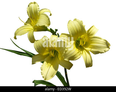 Gruppo di tre belle giallo pallido daylily fiori, 'Yellowstone' ibrido, con foglie di colore verde scuro contro uno sfondo bianco Foto Stock