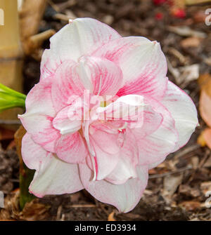 Incredibile e insolita duplice fiore, Hippeastrum cultivar 'Adele Maguire', petali di colore bianco con brillanti segmenti rosa & strisce rosse Foto Stock