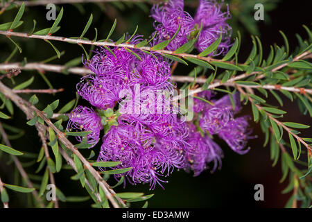 Cluster di vividi fiori viola e piccole foglie verdi di Melaleuca thymifolia, australiano arbusto nativo / fiori selvatici, contro uno sfondo scuro Foto Stock