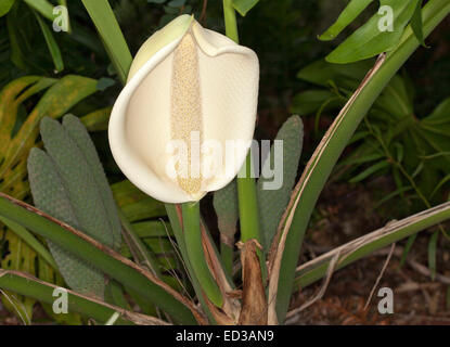 Grande fiore di monstera deliciosa, una insalata di frutta tropicale pianta, con spathe bianco intorno spadix & accanto a cluster di verde di frutta e foglie Foto Stock