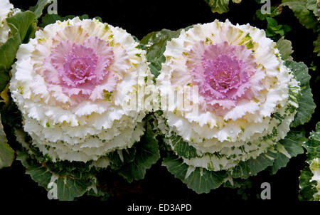 Due splendide kale ornamentali / Piante di cavolo cappuccio, Brassica oleracea, con verde ondeggiante, white & magenta / rosa fogliame Foto Stock