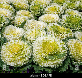 Massa di decorazione piantagione di ornamentali / cavolo verza, Brassica oleracea, con giallo ondulate, il bianco e il verde delle foglie Foto Stock