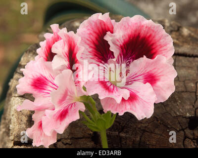 Incredibile rosa e rosso scuro fiori di regal Pelargonium con frilly refilato petali. Foto Stock