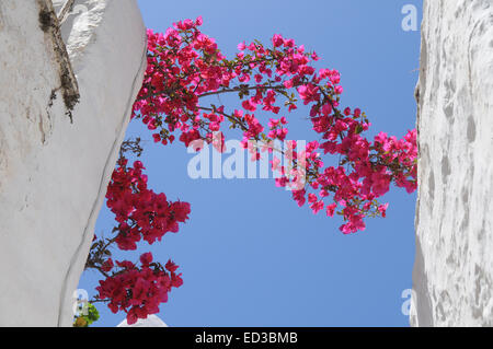 Edifici bianchi sono decorate con colori luminosi fiori rosa. Foto Stock