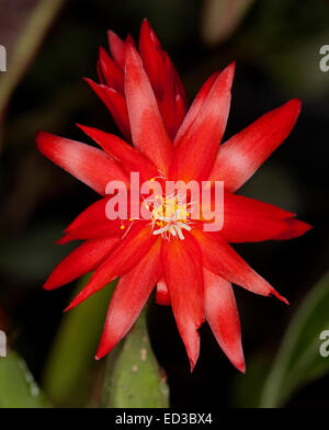 Vivid rosso scarlatto fiore di cactus, Rhipsalidopsis gaertneri syn. Hatiora gaertneri, Pasqua cactus, su sfondo scuro Foto Stock